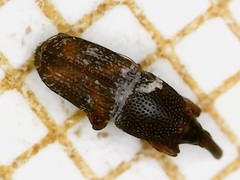 Sitophilus oryzae