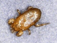 Pergamasus