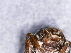Sitophilus oryzae
