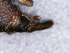 Sitophilus oryzae