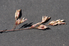 Poa morrisii