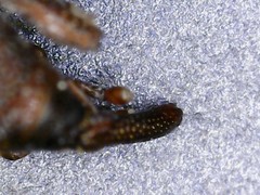 Sitophilus oryzae
