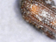 Sitophilus oryzae