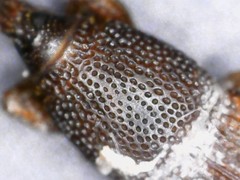 Sitophilus oryzae