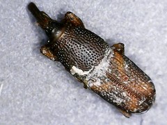 Sitophilus oryzae