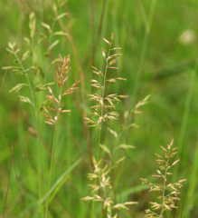 Schmidtia pappophoroides