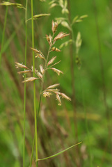 Schmidtia pappophoroides