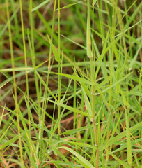 Schmidtia pappophoroides