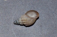 Tarebia granifera
