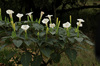 Devil's Trumpets - Photo (c) Wynand Uys, some rights reserved (CC BY), uploaded by Wynand Uys