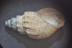 Tarebia granifera