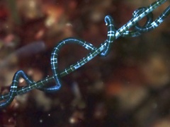 Chaetomorpha spiralis