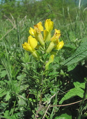 Chamaecytisus wulfii