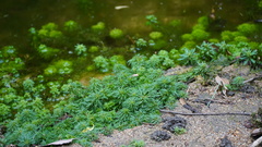 Limnophila