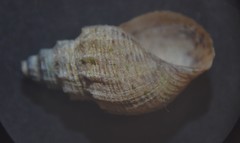 Tarebia granifera