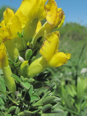 Chamaecytisus wulfii