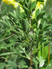 Chamaecytisus wulfii