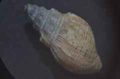 Tarebia granifera