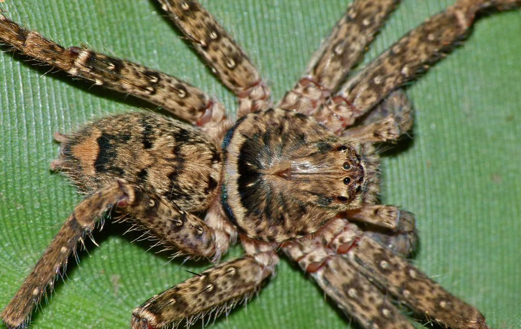Heteropoda cervina
