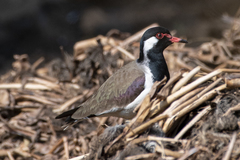 Vanellus indicus
