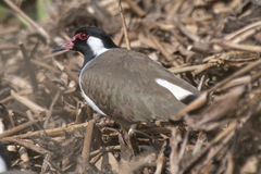 Vanellus indicus