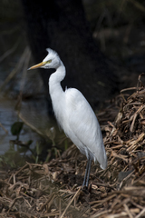Ardea intermedia