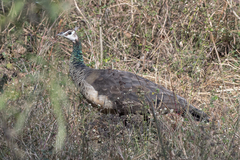Pavo cristatus