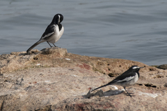 Motacilla maderaspatensis