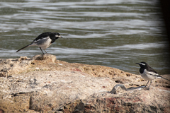 Motacilla maderaspatensis