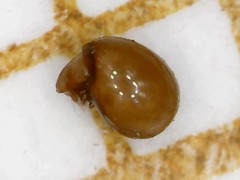 Phthiracarus