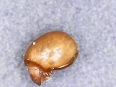 Phthiracarus