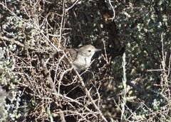 Pyrrholaemus brunneus