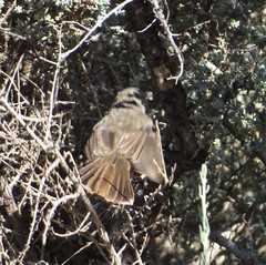 Pyrrholaemus brunneus