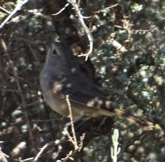 Pyrrholaemus brunneus