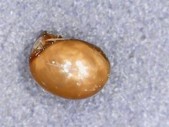 Phthiracarus