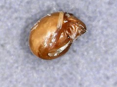 Phthiracarus