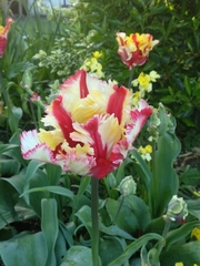 Tulipa gesneriana