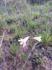 Cyrtanthus loddigesianus