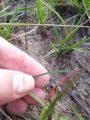 Cyrtanthus loddigesianus