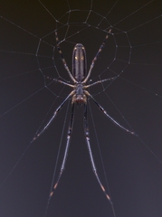 Araneae
