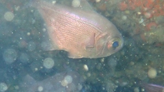 Pempheris adspersa