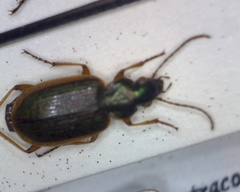 Agonum marginatum