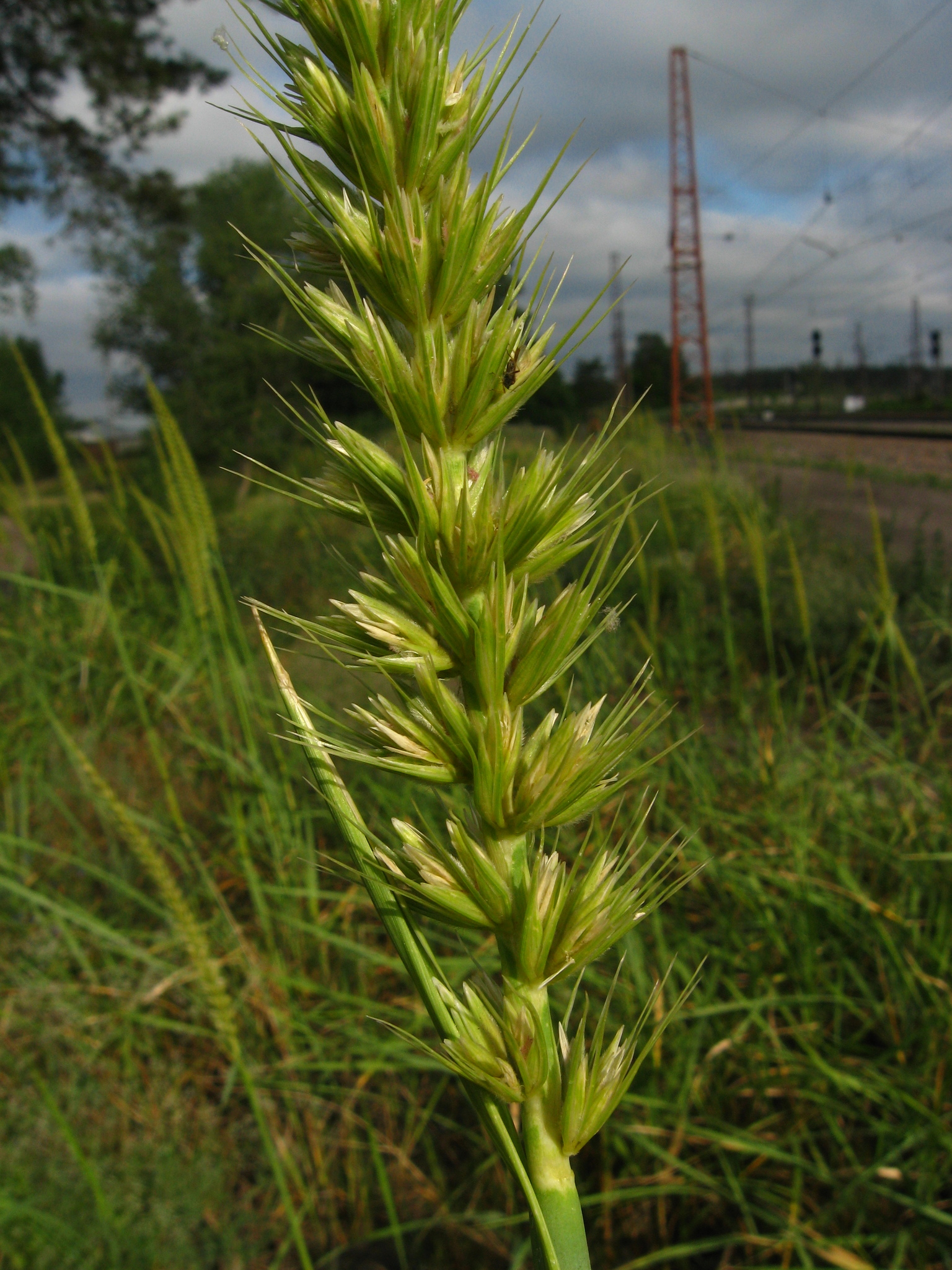 Leymus racemosus