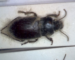 Anisodactylus signatus