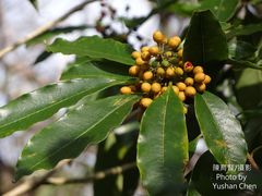 Pittosporum daphniphylloides