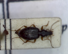 Asaphidion flavipes