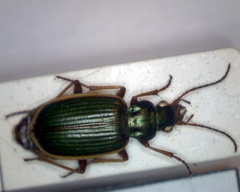 Chlaenius spoliatus