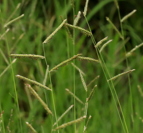 Image of Urochloa trichopus by (c) Wynand Uys, some rights reserved (CC BY)