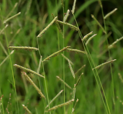 Urochloa mosambicensis