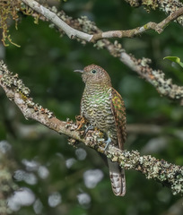 Chrysococcyx cupreus